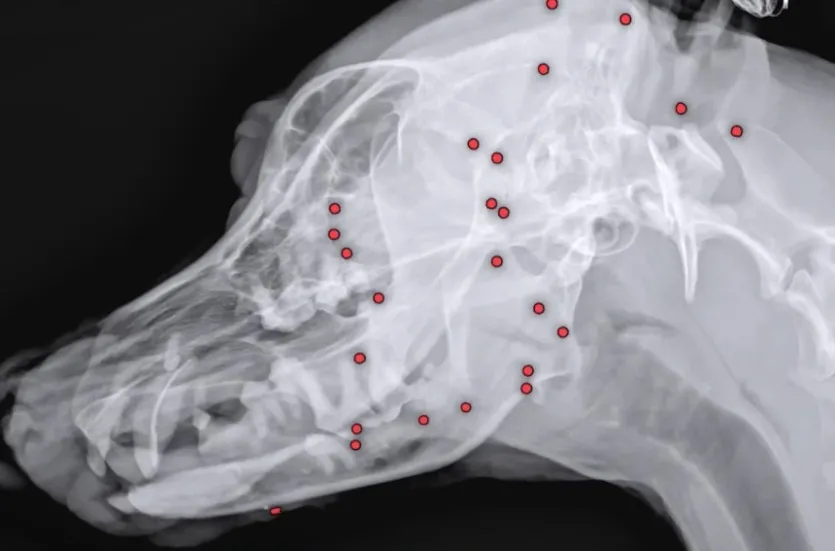 온몸에 총알 70여개가 박힌 채 버려진 백구 사연이 알려지며 공분을 샀다. /사진=VIP동물의료센터 유튜브 화면 캡처