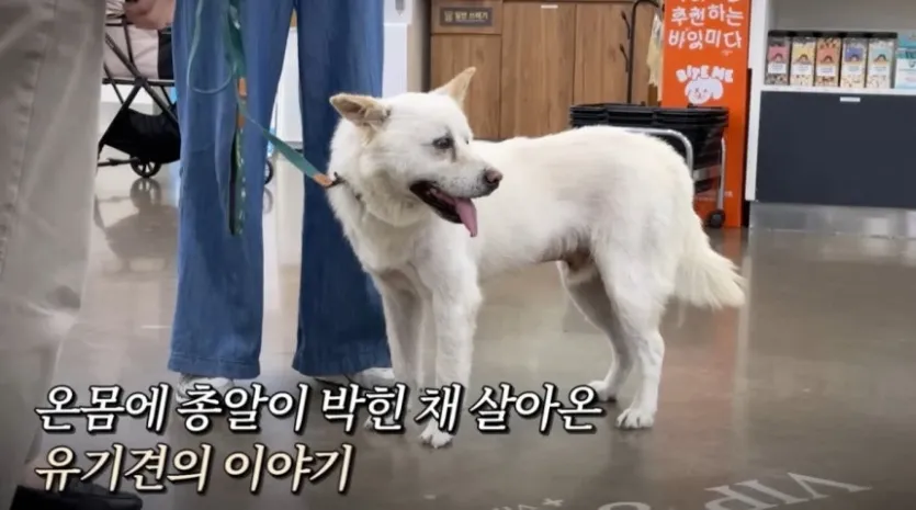 온몸에 총알 70여개가 박힌 채 버려진 백구 사연이 알려지며 공분을 샀다. /사진=VIP동물의료센터 유튜브 화면 캡처