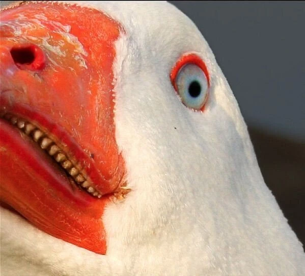 혐) 잘 보면 무서운 동물 - BATTLEPAGE